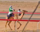 Sheikh Zayed Camel Race Grand Prix