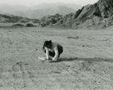 Luis Seiwald beim Setzen einer Energieurne in der Wüste Sinai (2001)
