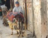 Marokko Fes Esel - Petra Goetsch