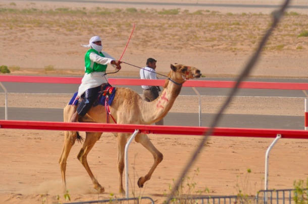 Sheikh Zayed Camel Race Grand Prix